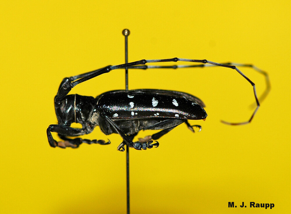 It’s easy to see how Asian Longhorned Beetle got its name. Just look at those antennae.