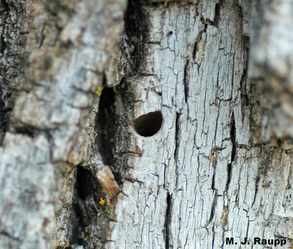 Classic D-shaped exit hole of a flatheaded borer, in this case the Emerald Ash Borer.