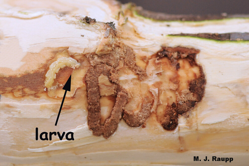 Just under the bark, an Emerald Ash Borer larva has almost completed its development. A frass filled gallery marks its progress through the wood.