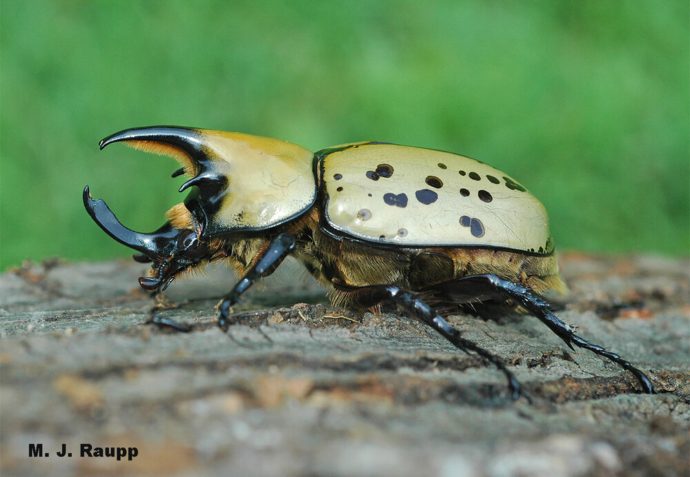 Rhinoceros beetles like this male Hercules beetle use their impressive horns to battle each other for access to mates.