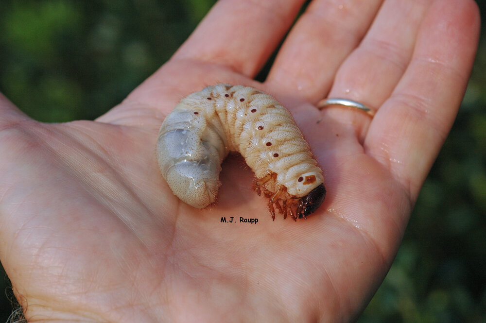 Fully grown grubs of the Hercules beetle are prime tucker for bears, raccoons, and other wildlife.