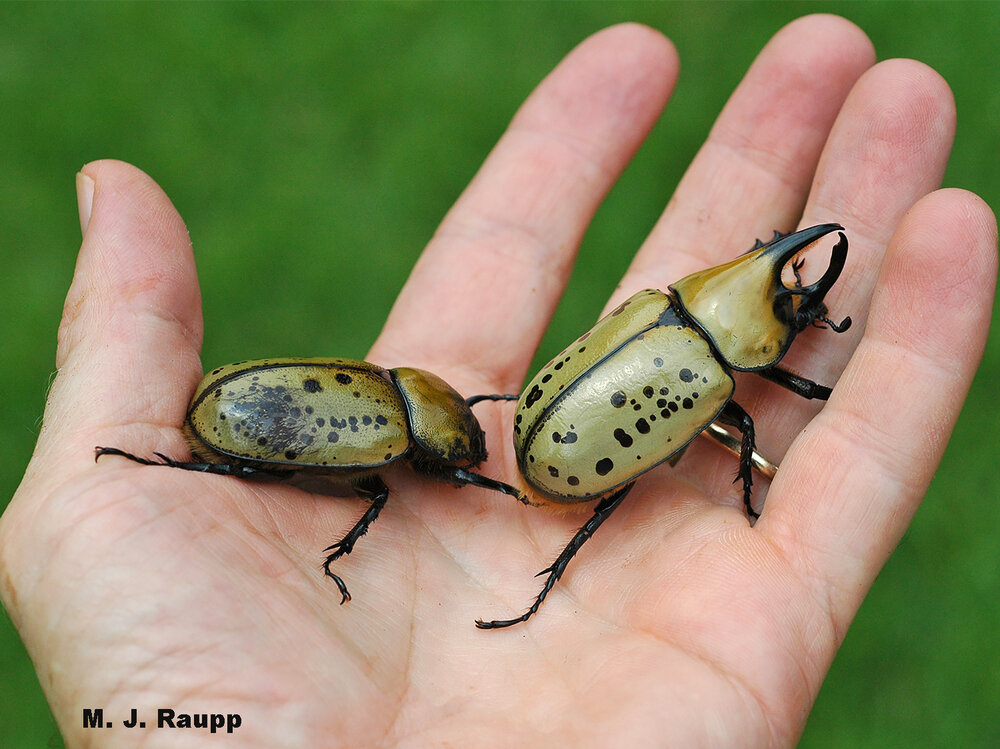 Here in the DMV, native male and female Hercules beetles, a type of rhinoceros beetle, can be held in one hand.