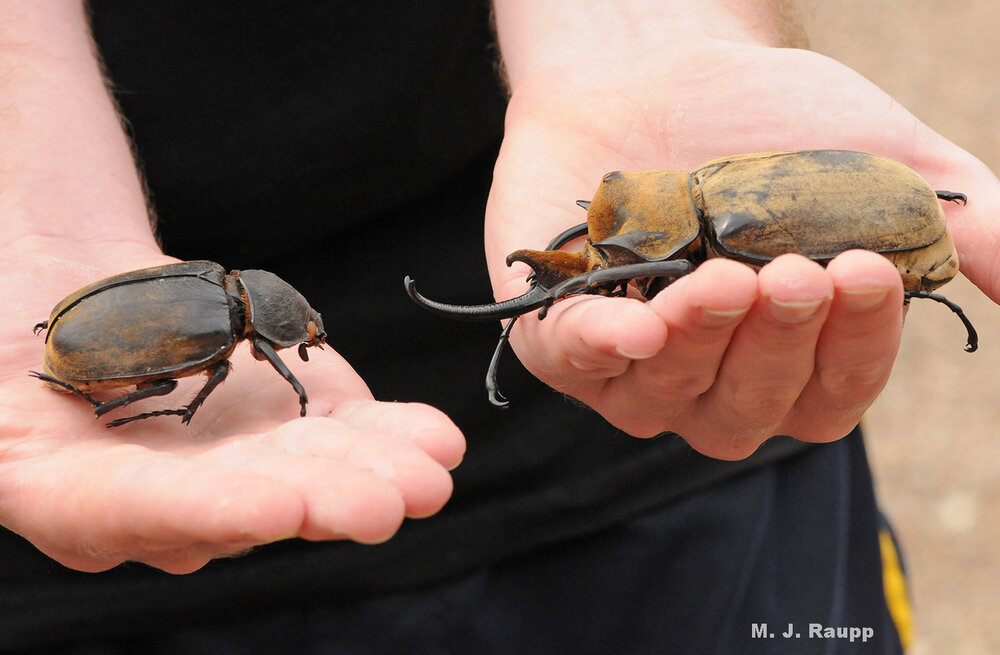 But in Belize, it takes two hands to hold magnificent female and male rhinoceros beetles.