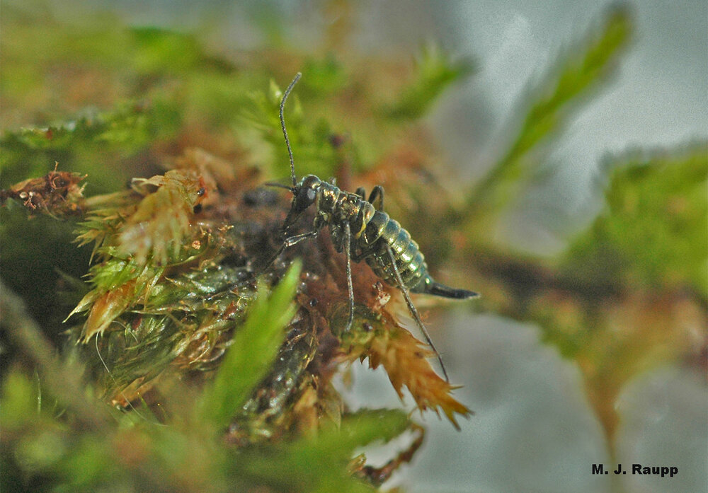 Among frosty fronds, a scorpionfly gazes on a frozen landscape. Does she await her mate or ponder her next bite of moss?