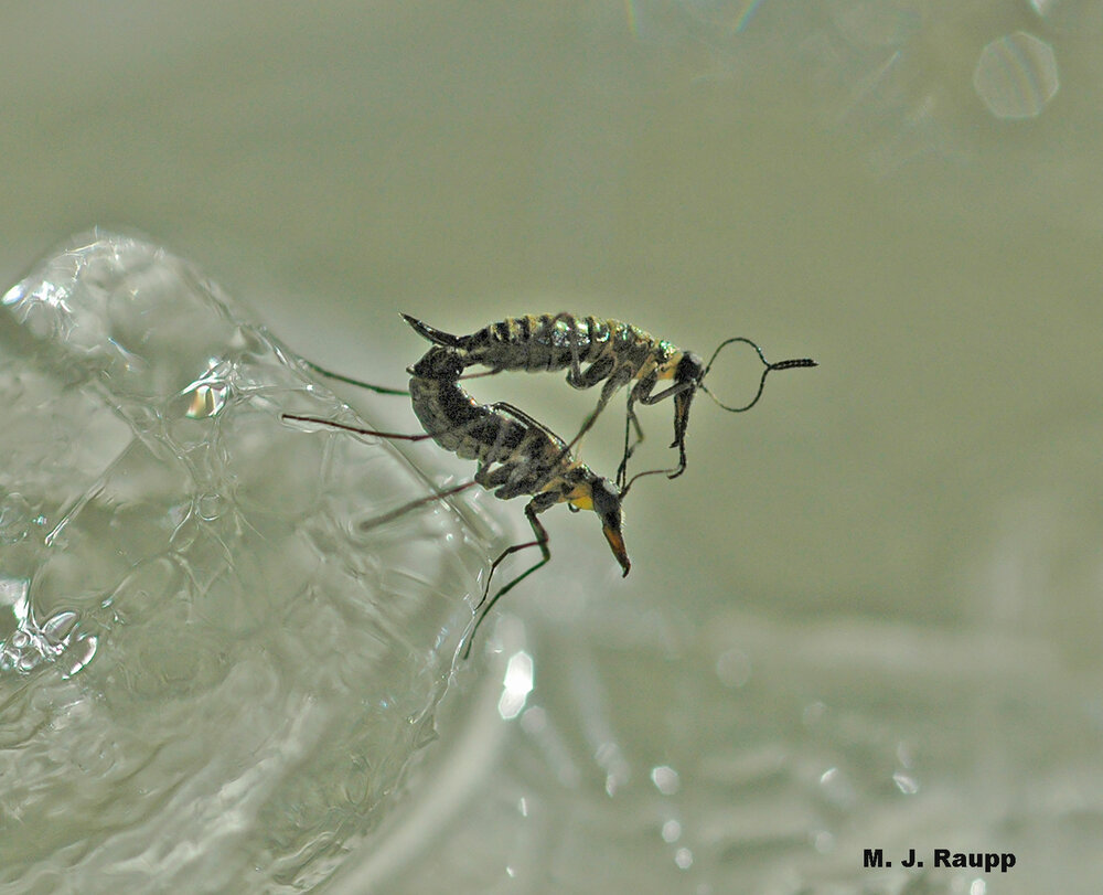 Chilly feet don’t cool the romance between winter-loving scorpionflies.