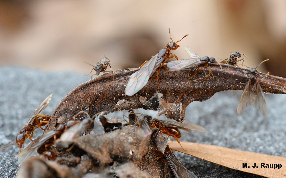 A cluster of female (larger ant) and male (smaller ant) smaller citronella ants seem ready to set forth to found new colonies on a warm afternoon in December.