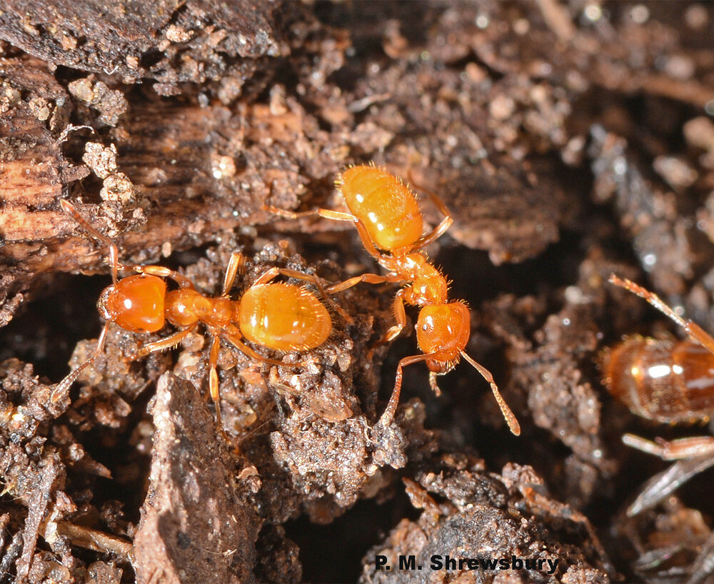 When disturbed, bright yellow worker ants release alarm pheromones to recruit nest-mates to assist in defending the colony.