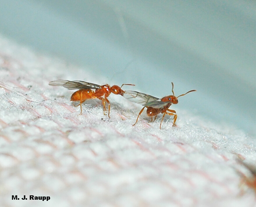 Large yellow ants will sometimes swarm inside homes much to the dismay of unsuspecting homeowners.