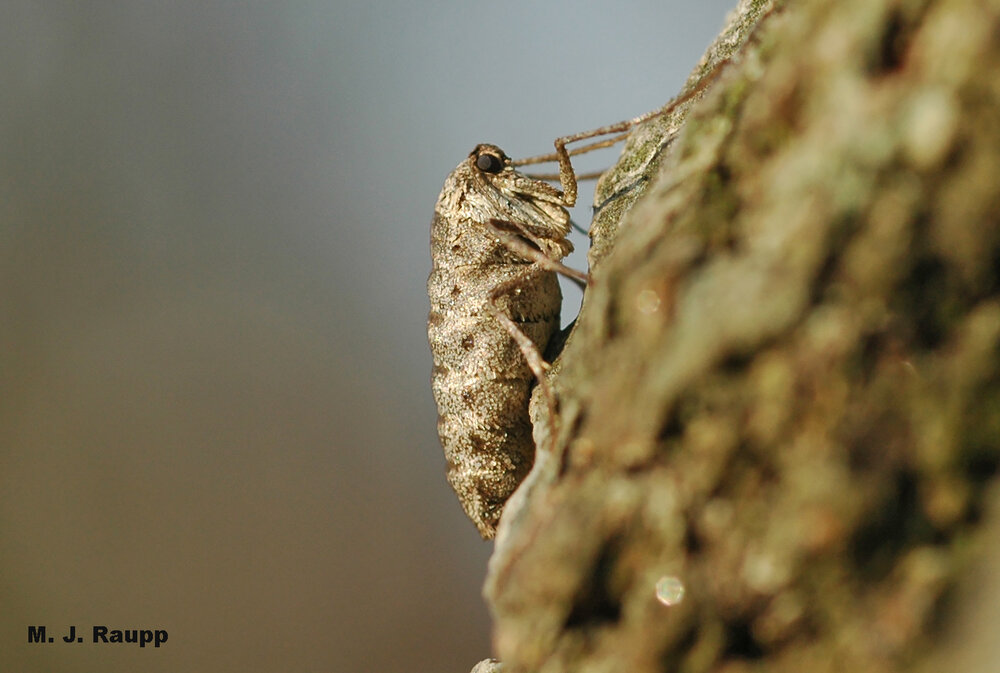 Wingless, flightless, non-feeding, winter-active, what a strange moth is this female fall cankerworm.