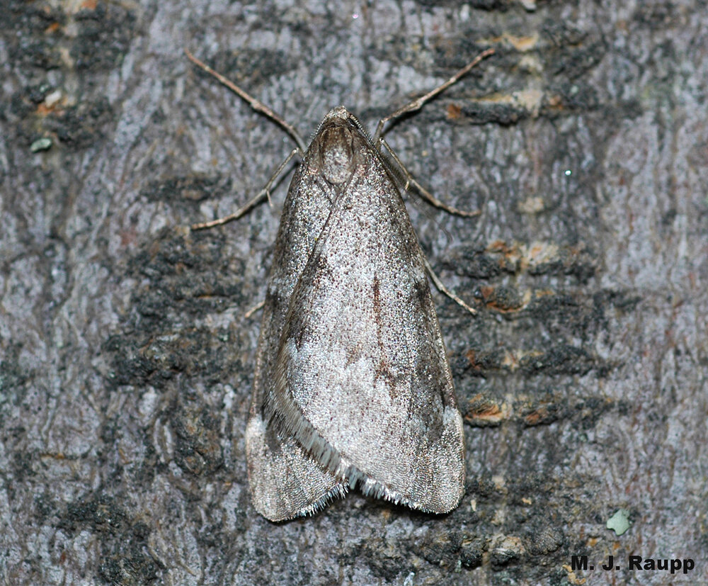 Flight-capable male fall cankerworms are often seen on mild winter nights resting on trees or near porch lights.