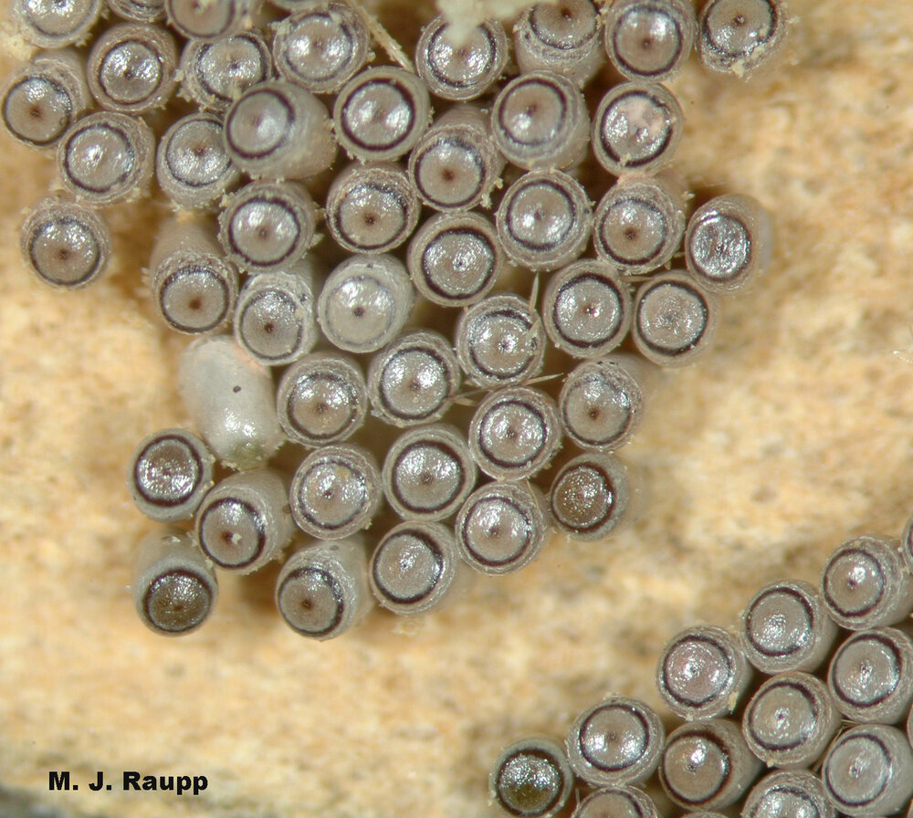 High in the treetops fall cankerworms deposit eggs on the bark of branches and twigs.