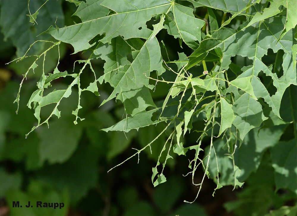 Shredded leaves left behind by hungry caterpillars give these pests their common moniker, cankerworm.