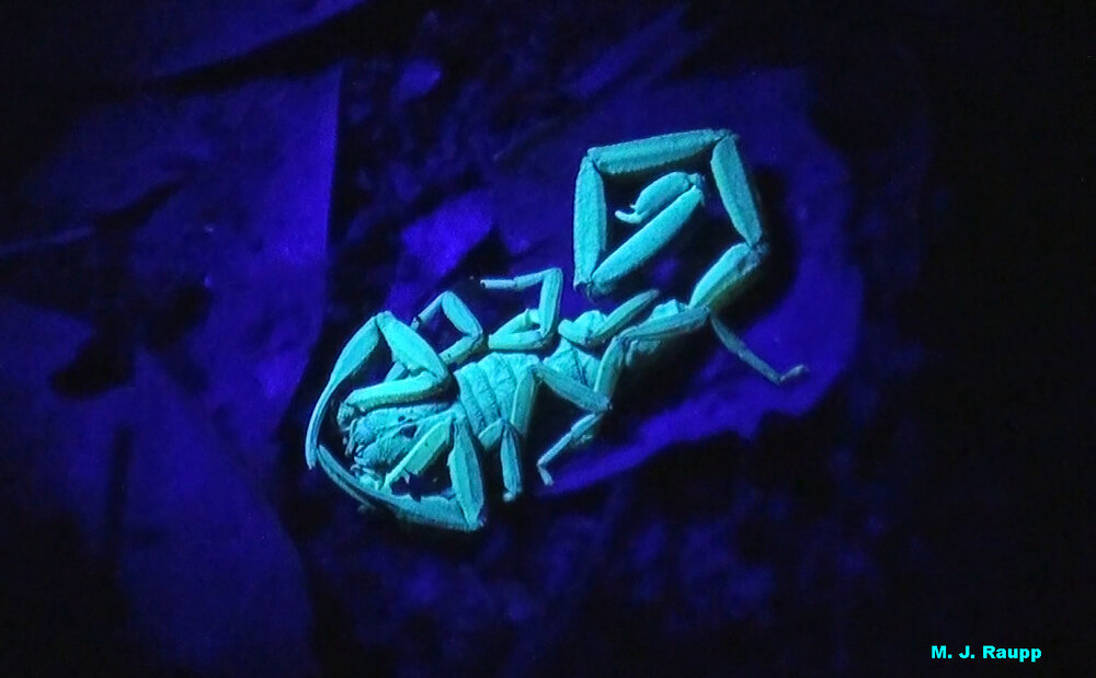 Like psychedelic posters from the 60’s, rockin’ tropical scorpions glow beneath the beams of a blacklight.