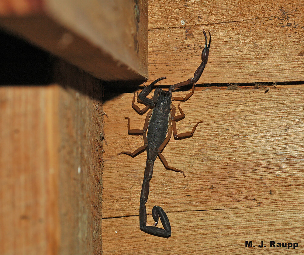 Who’s that lurking in the corner of the bed frame? And is that another wedged in the crack above?