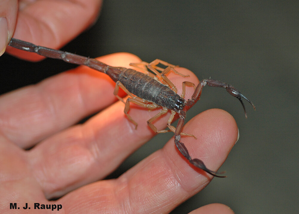 Scary pinchers, or pedipalps, are used to capture prey.