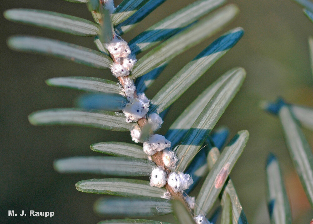 White bundles of fluffy wax are a sure sign of a woolly adelgid infestation on hemlocks.