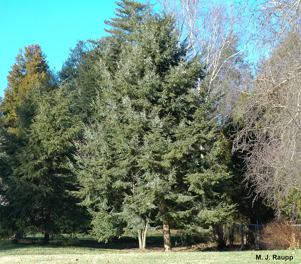 Eastern hemlocks are beautiful native trees well suited for landscapes.