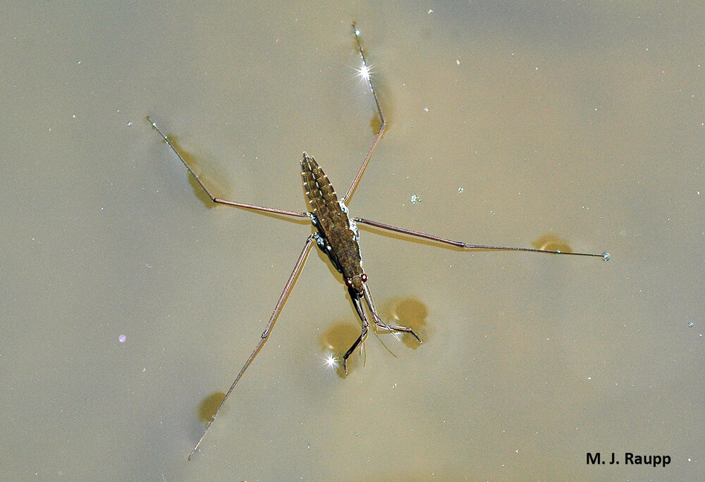 What forces and clever adaptations enable water striders to literally walk on water?