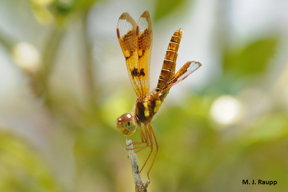 On hot days with brilliant sunshine a dragonfly may point its abdomen upward to reduce the surface area exposed to the sun.