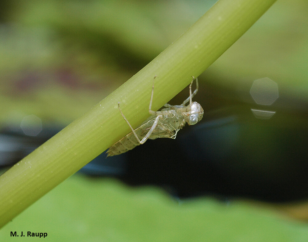 An empty shed skin attached to a stem is all that remains of a dragonfly’s life underwater.