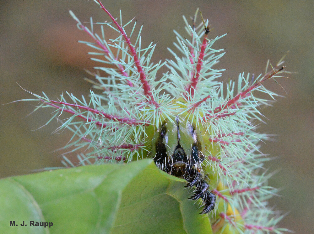 Silk moth caterpillars like this Automeris species are spectacular denizens of the rainforest.