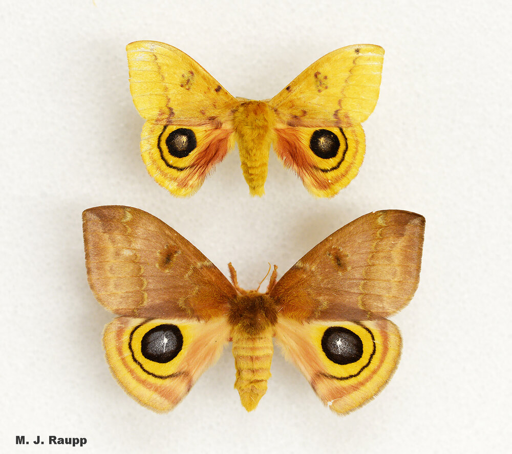 False eyespots on the hind wing may help beautiful male (top) and female (bottom) Automeris moths gain protection from hungry predators. These two are Io moths, Automeris io.