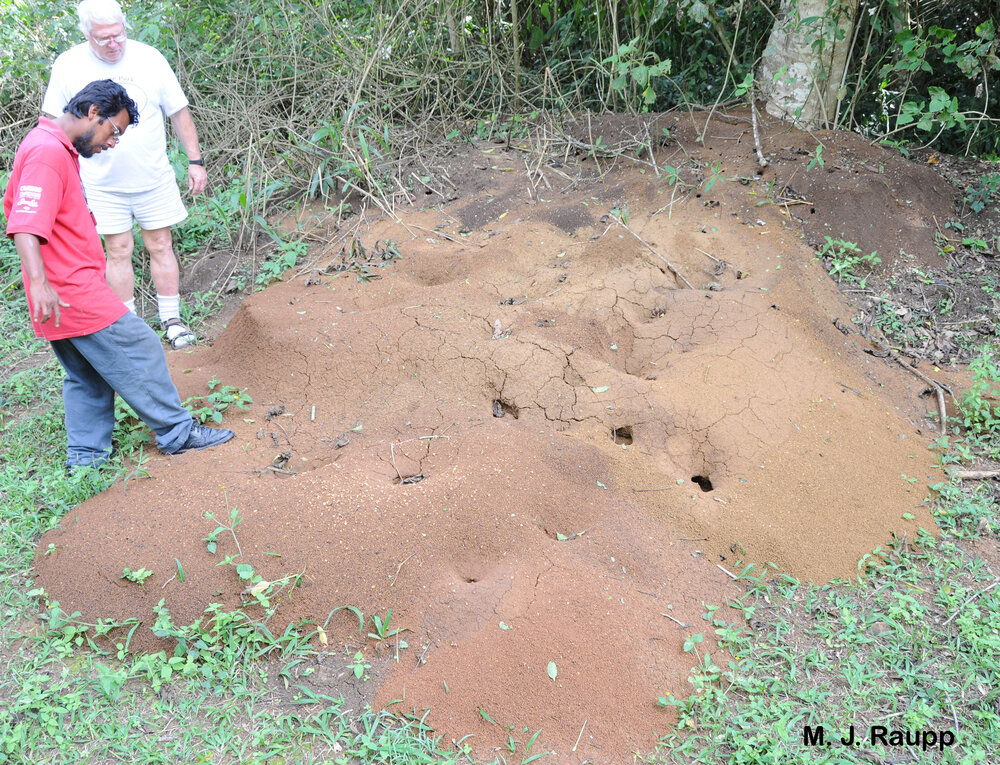 Ventilation shafts cool the underground ant colony and provide for the exchange of gasses.