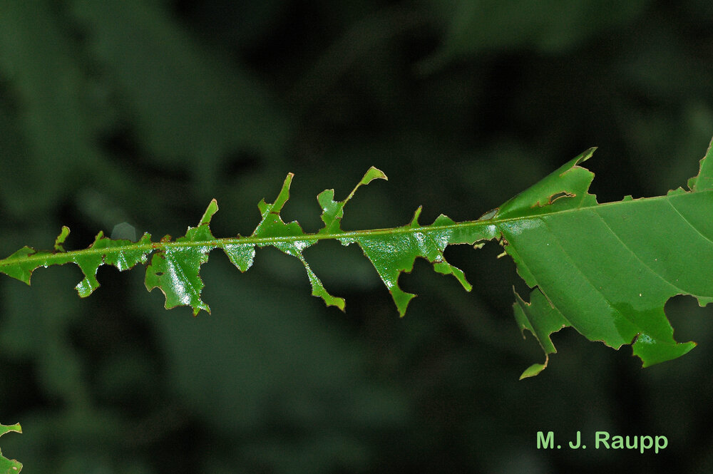 Leafcutters don’t leave much behind when defoliating favored plants.