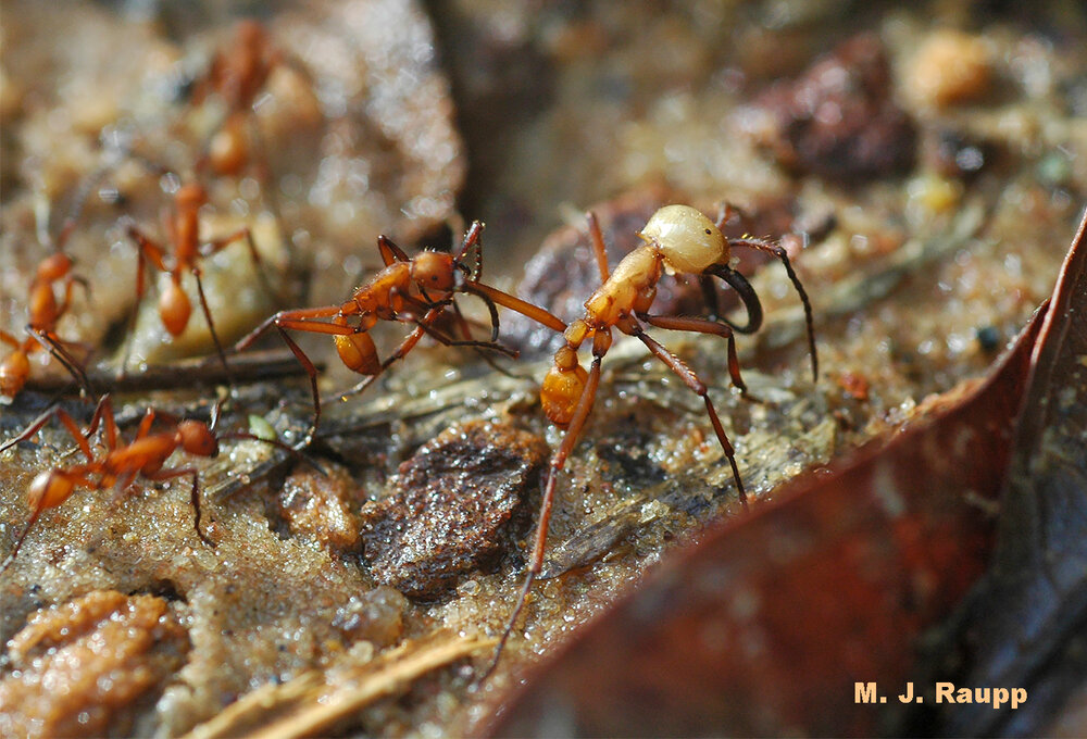 Ferocious soldiers protect the flank of the raiding column of workers.