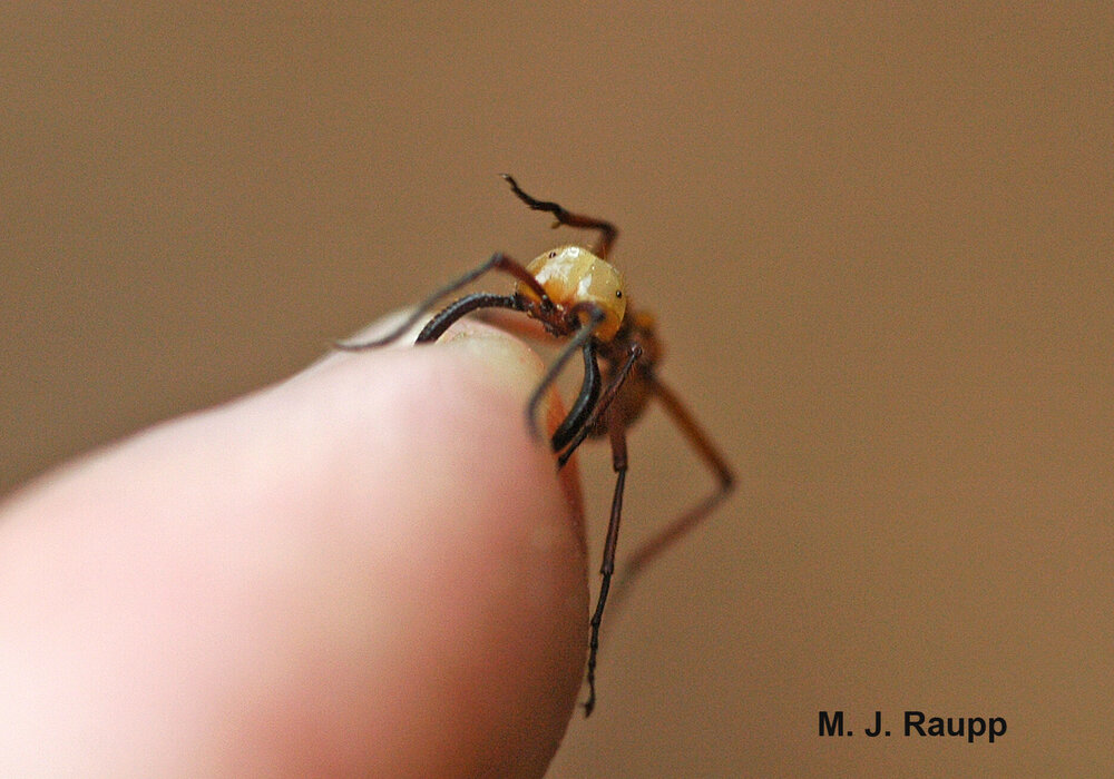 Giant jaws deliver lethal bites to predators and teach a lesson to a nosy bug geek.