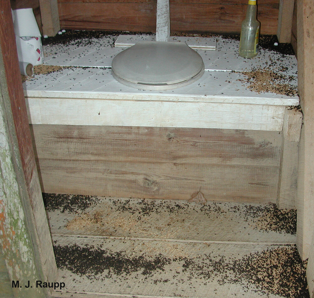 A night time trip to the outhouse can be especially exciting when army ants set up a bivouac inside.