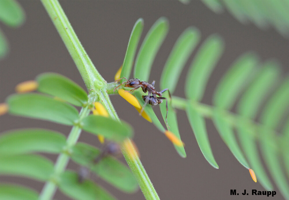 Adorning leaves are nutrient rich, orange Beltian bodies. Acacia ants harvest these morsels to sustain the queen and colony.
