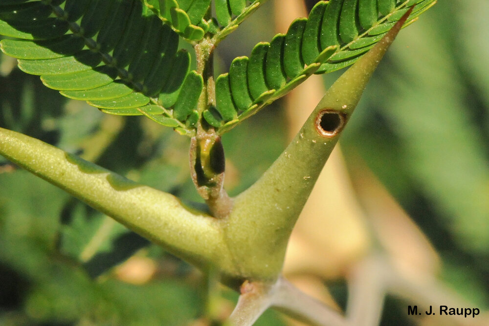 Small holes in the thorn allow ants to enter and exit.