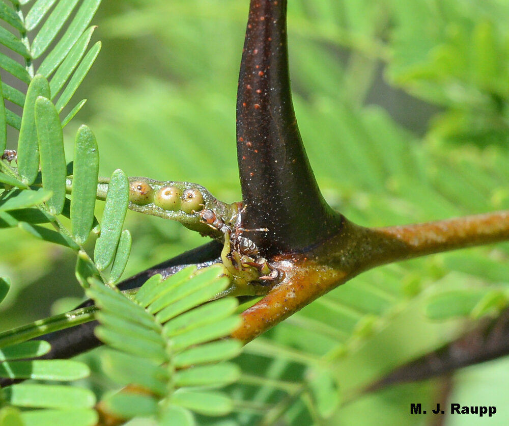 Nectaries at the base of the leaf’s petiole provide a rich source of energy for busy ants.