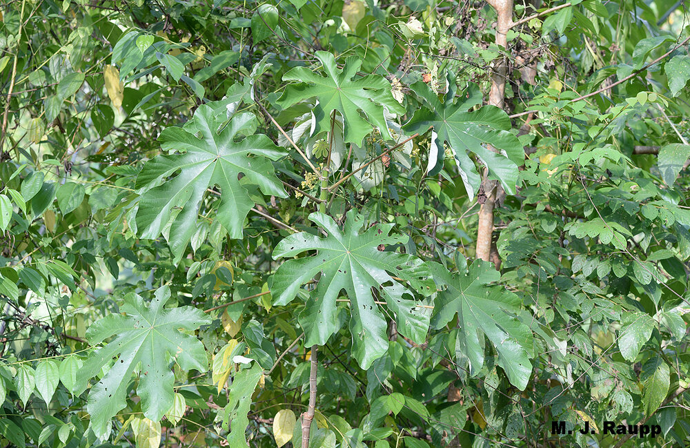 In disturbed areas along the edge of the dense tropical forest Cecropia is one of the most common pioneer trees.