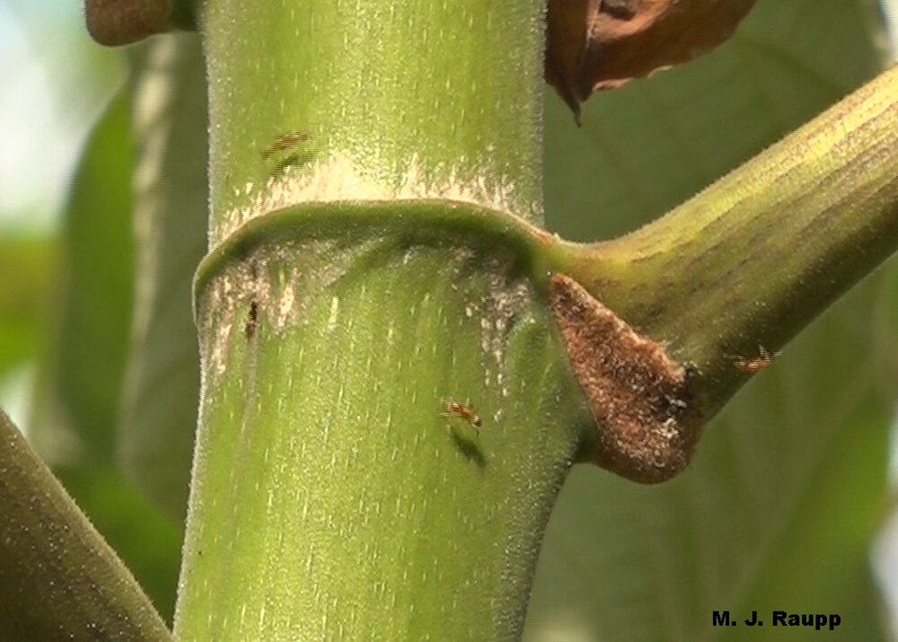 At the base of the petiole where leaf joins stem, a brown patch filled with Müllerian bodies provides carbohydrates and other nutrients for Azteca ant bodyguards.