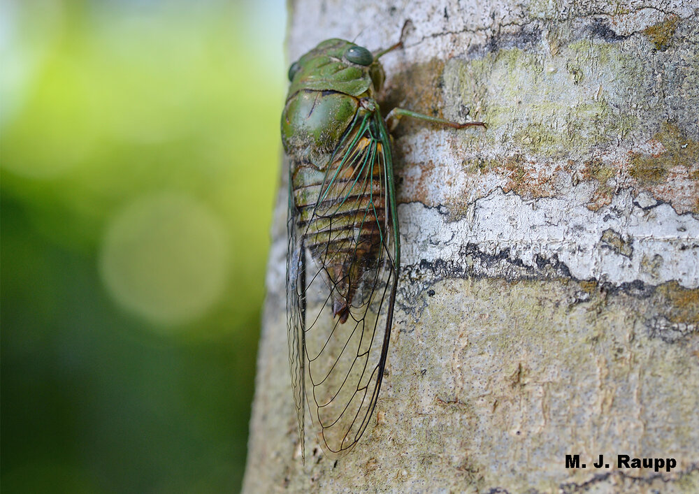 Massive appearances of rainforest cicadas like Dorisiana cachla can make it rain on a sunny day in a tropical rainforest.