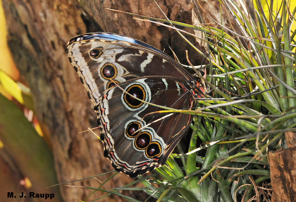 Bold scary eyespots adorn the lower surface of the Morpho’s wings.