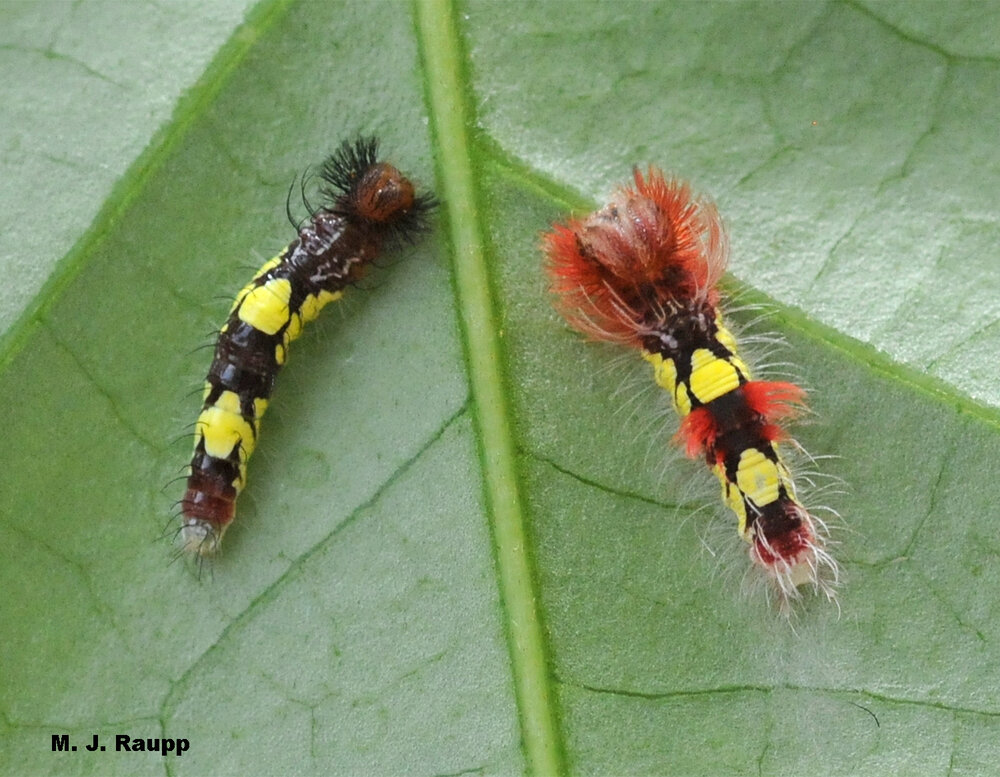 Brightly colored Morpho caterpillars bear tufts of long hairs.