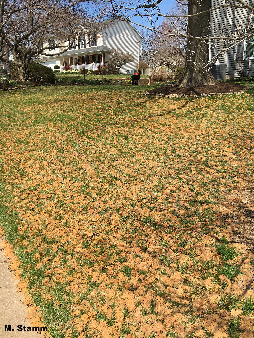 Soil conditions must be perfect to support nesting sites for thousands of plasterer bees. Thanks to Marlene Stamm for sharing her images and providing a home for these fantastic native pollinators.