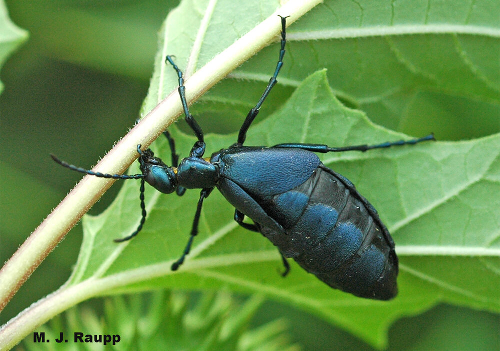 Large blister beetles in the genus Meloe, sometimes called oil beetles, find noxious Jimson weed a tasty treat.