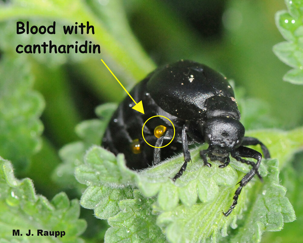 Yellow droplets at the leg joints of the blister beetle can produce large blisters if they contact your skin.