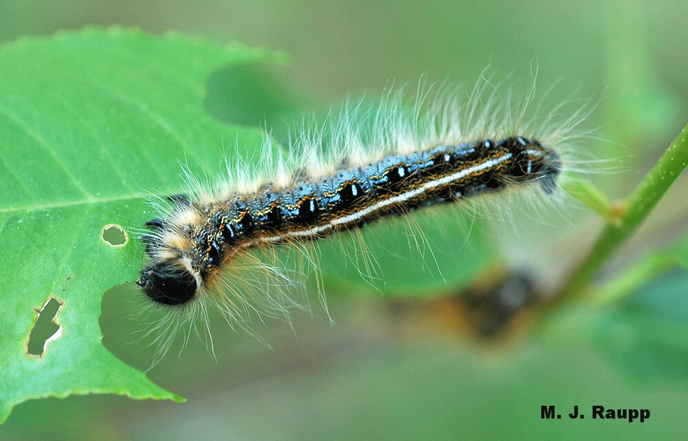 The eastern tent caterpillar is a beautiful beast with blue stripes and patches on the side and a white stripe down the center of the back.