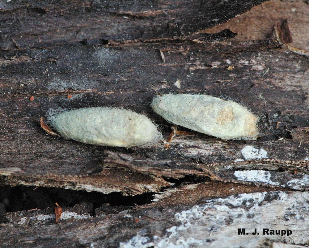 Transformation from caterpillar to adult takes place in a white silken cocoon which is often hidden under that loose bark of a dead tree.