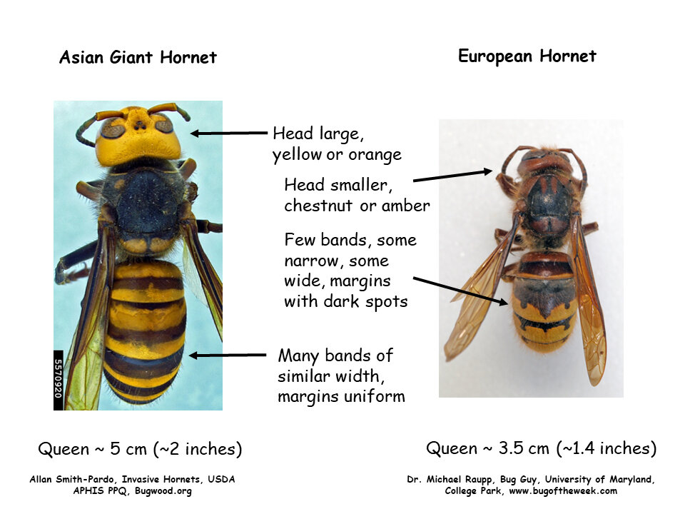 Many viewers are sending images of European hornet, a fairly common and widely distributed exotic species established in the US for decades. A side-by-side comparison will help you to distinguish between the European hornet and Asian giant hornet.