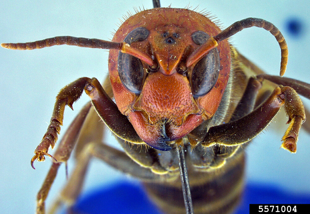 Let’s take a closer look at the Asian giant hornet. Image by Allan Smith-Pardo, Invasive Hornets, USDA APHIS PPQ, Bugwood.org