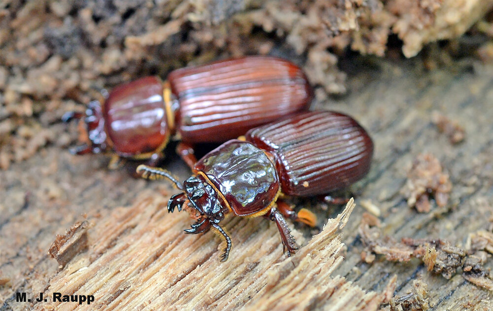 These powerful jaws can gnaw through even super-tough wood like oak.