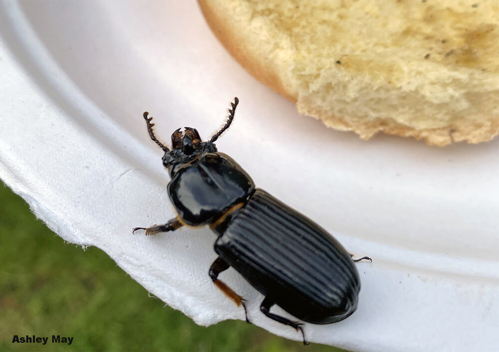 Dilemma for a bess beetle at a picnic “Do I go for the hamburger bun or find a dead tree to eat?” Image credit: Ashley May