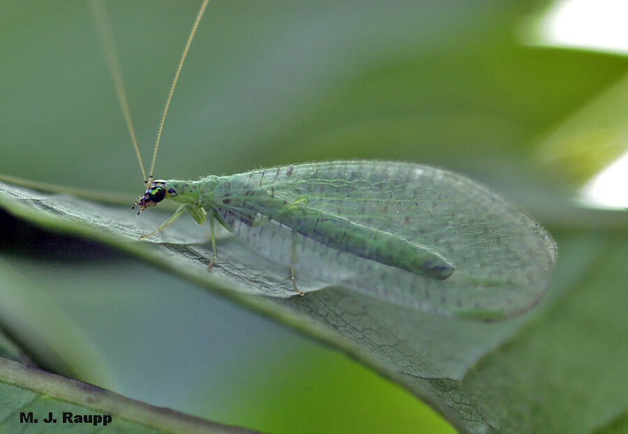 It’s obvious how the beautiful green lacewing got its name.