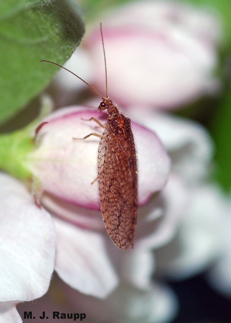 Although not as lovely as the green lacewing, the brown lacewing also spells disaster for many common garden pests.